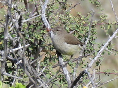 Eremomela icteropygialis