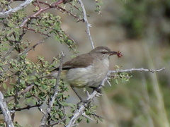 Eremomela icteropygialis