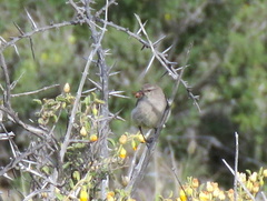 Eremomela icteropygialis
