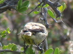 Eremomela icteropygialis