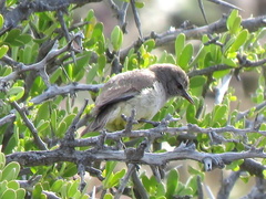 Eremomela icteropygialis