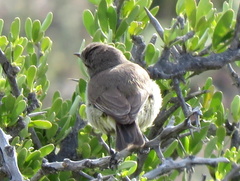 Eremomela icteropygialis