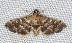 Nacoleia glageropa