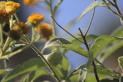 Tanyochraethes clathratus