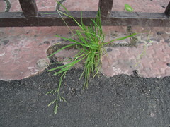Poa annua