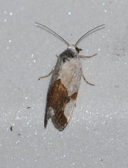 Ponometia cuta