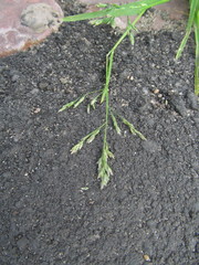 Poa annua