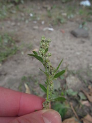 Chenopodium album