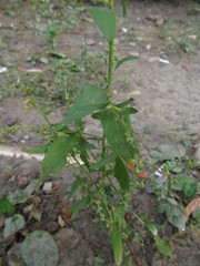 Atriplex patula