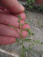 Atriplex patula