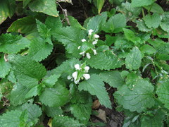 Lamium album