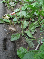 Plantago major
