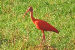 Eudocimus ruber