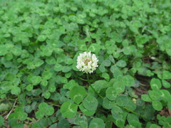 Trifolium repens
