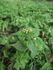 Galinsoga quadriradiata