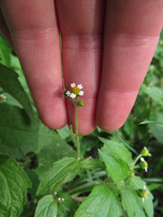 Galinsoga quadriradiata