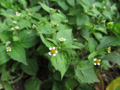 Galinsoga quadriradiata