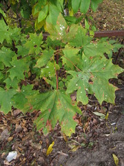 Acer platanoides
