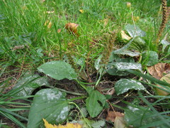 Plantago major