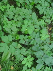 Aegopodium podagraria