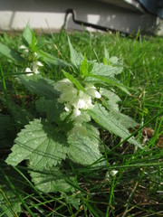 Lamium album