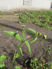 Galinsoga quadriradiata