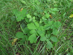 Chelidonium majus