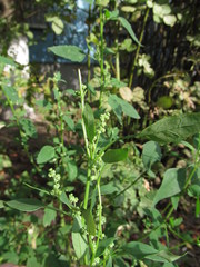 Chenopodium album