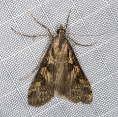 Nomophila corticalis