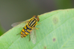 Parhelophilus integer