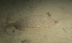 Arnoglossus laterna