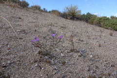 Gilia cana
