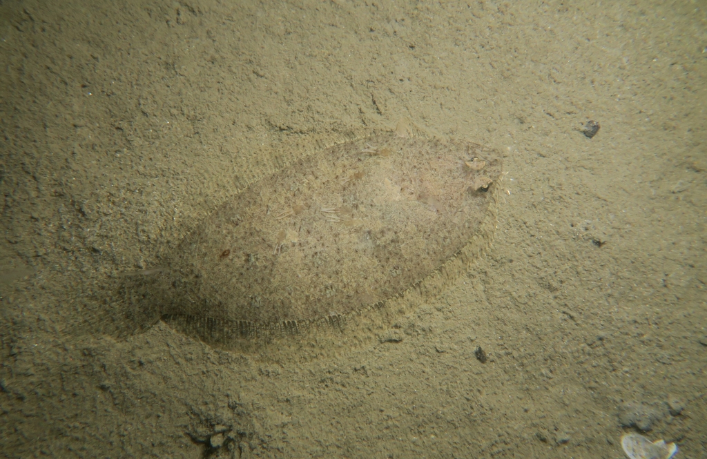 Scaldfish