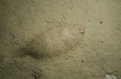 Arnoglossus laterna