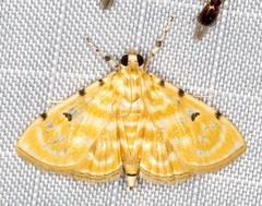 Notarcha aurolinealis