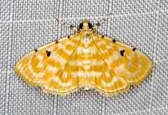 Notarcha aurolinealis