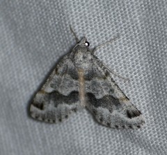 Macaria pallipennata
