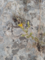 Chiliadenus iphionoides