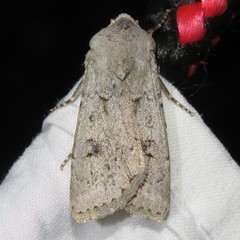 Agrotis vetusta