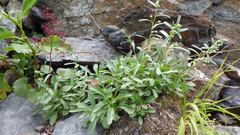 Artemisia pedunculosa