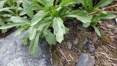 Artemisia pedunculosa