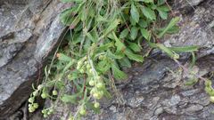 Artemisia pedunculosa