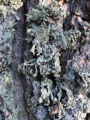 Ramalina labiosorediata