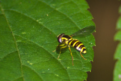 Xanthogramma flavipes