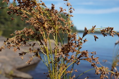 Scirpus atrocinctus