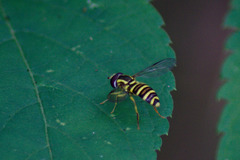 Xanthogramma flavipes