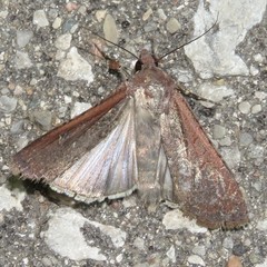 Euxoa ochrogaster