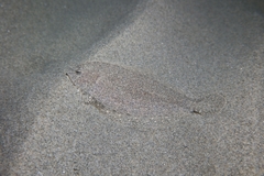 Arnoglossus