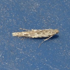 Batrachedra praeangusta