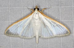 Palpita margaritacea